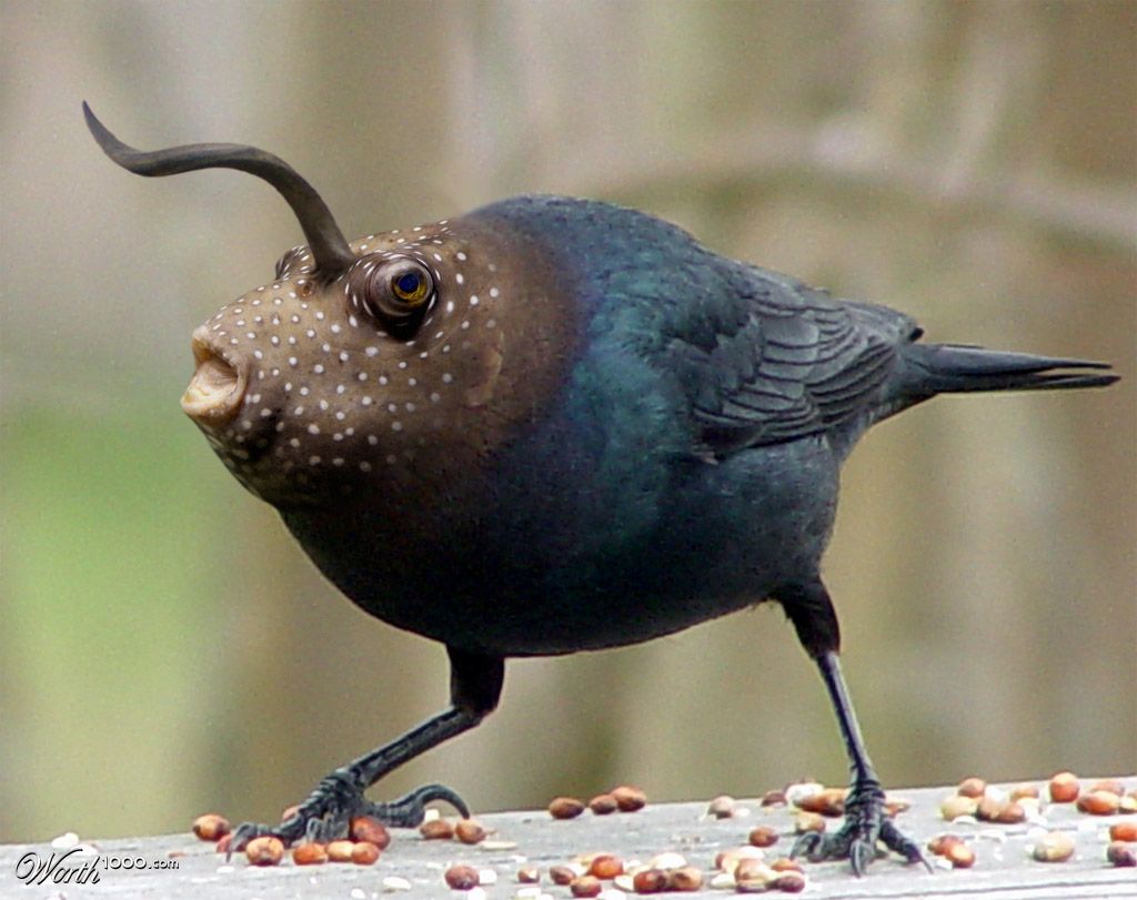 Horned Fishbird