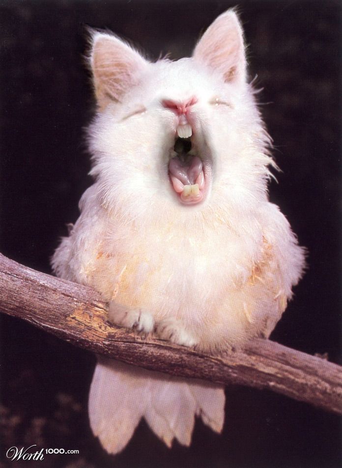 Bunnymouth Catbird
