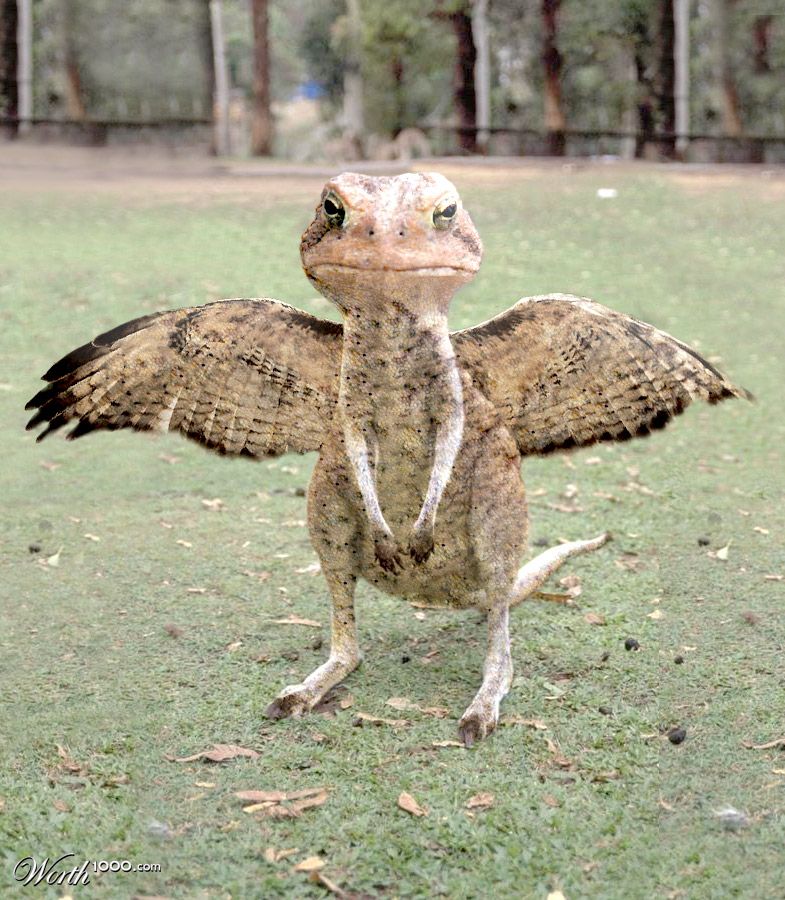 Hawkoadaroo