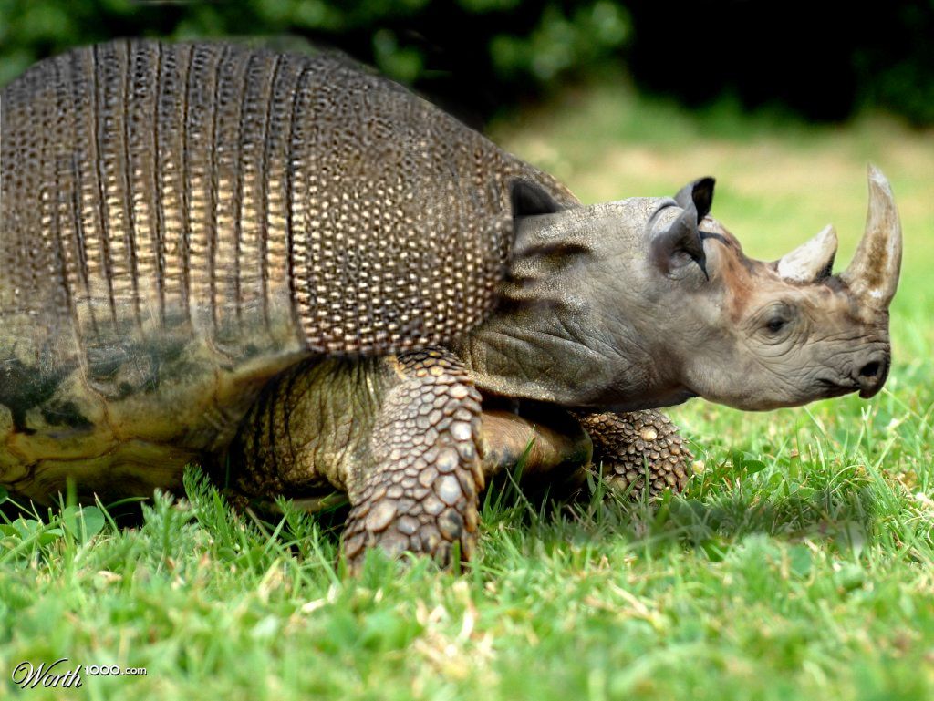 Rhinurtledillo