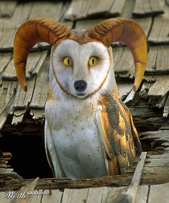 owlramwolf