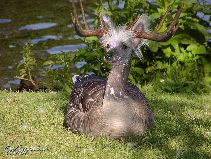 Dog-duck-deer