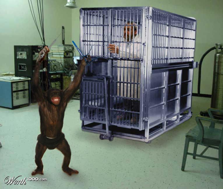 The monkey room
