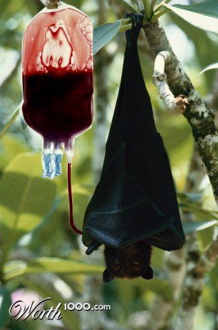 Bat Dreams