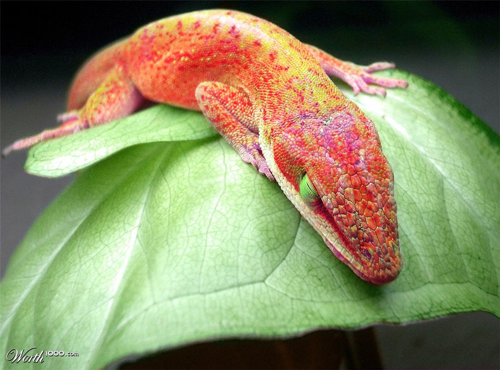 green anole