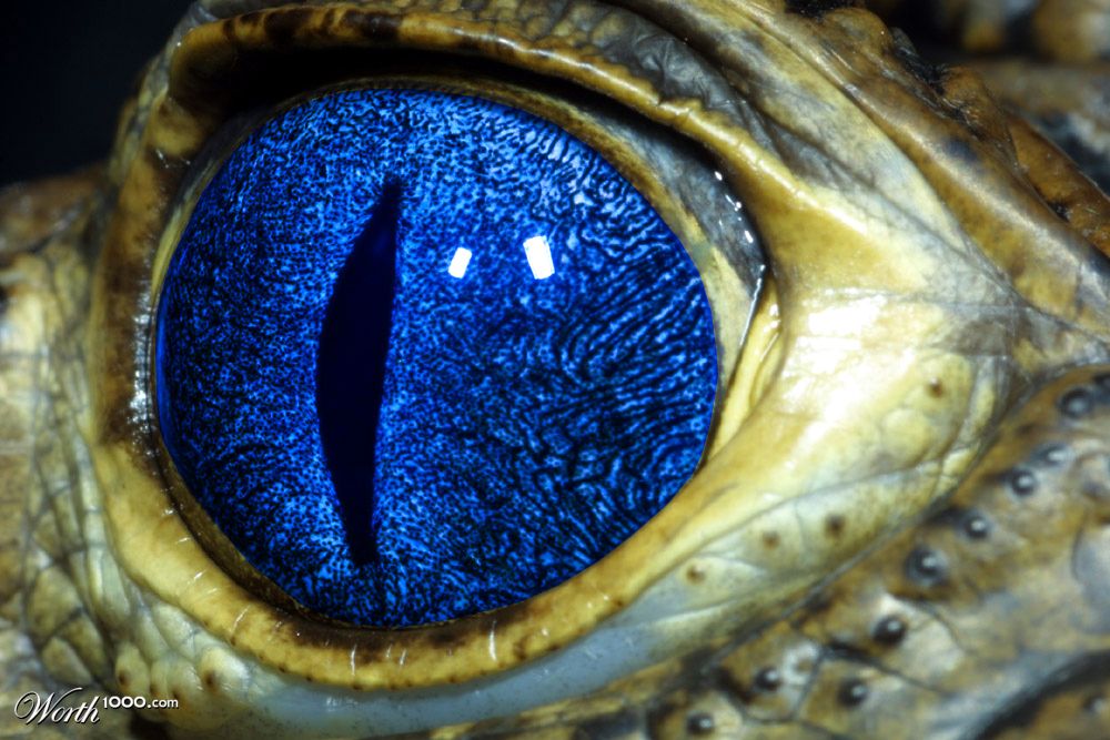 Blue Eyed Croc