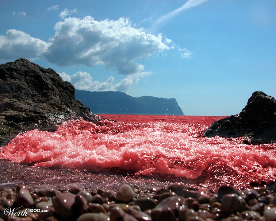 RED Sea