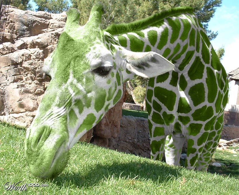 giraffe