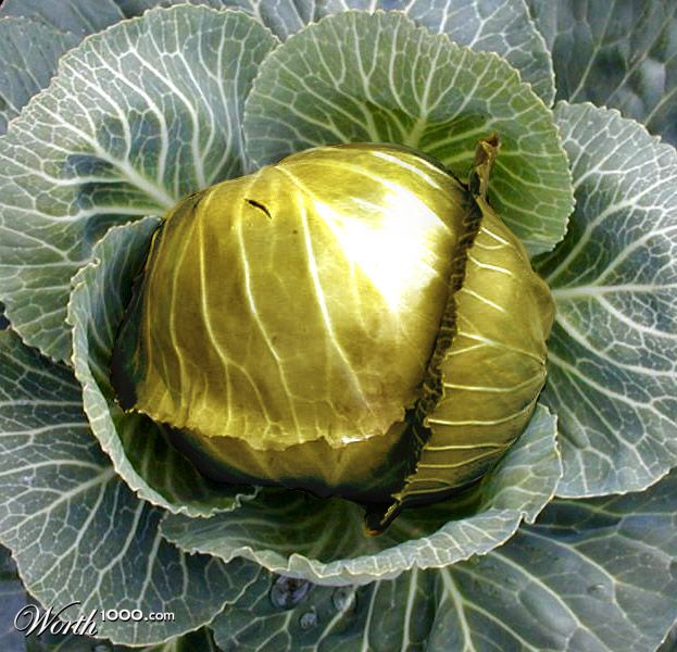 Mystical Golden Cabbage