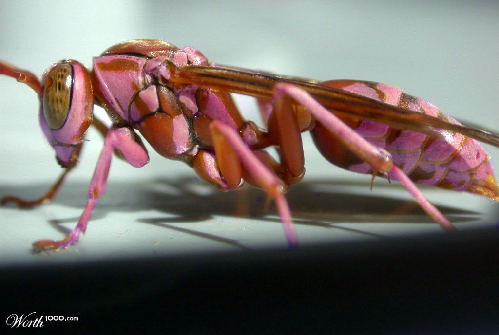 Neptunian Pink Wasp