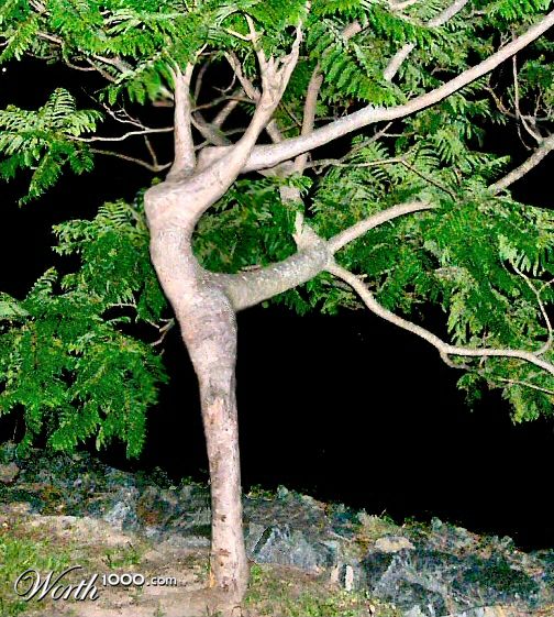 Tree Nymph