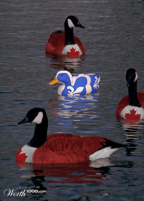 Duck Quebecois