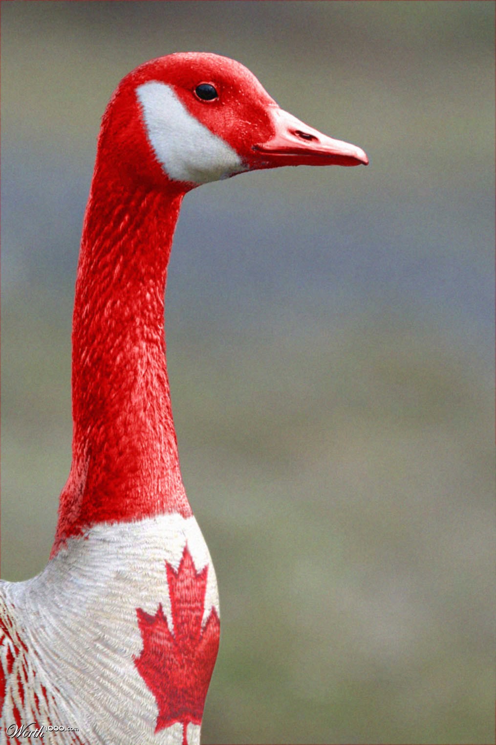 Canada Goose