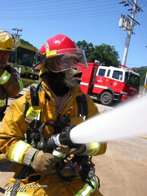 Chimp fireman