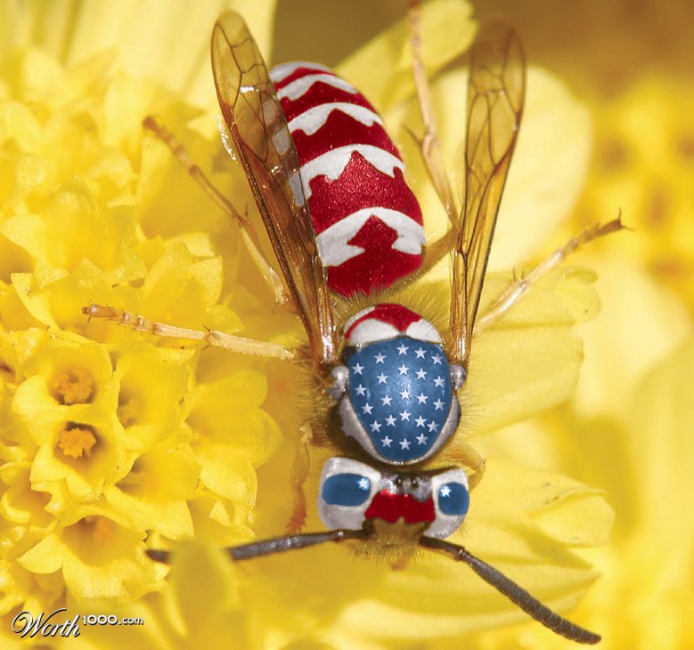 SpangledWasp