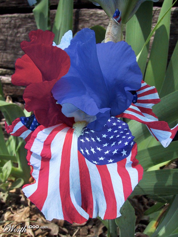 American Iris