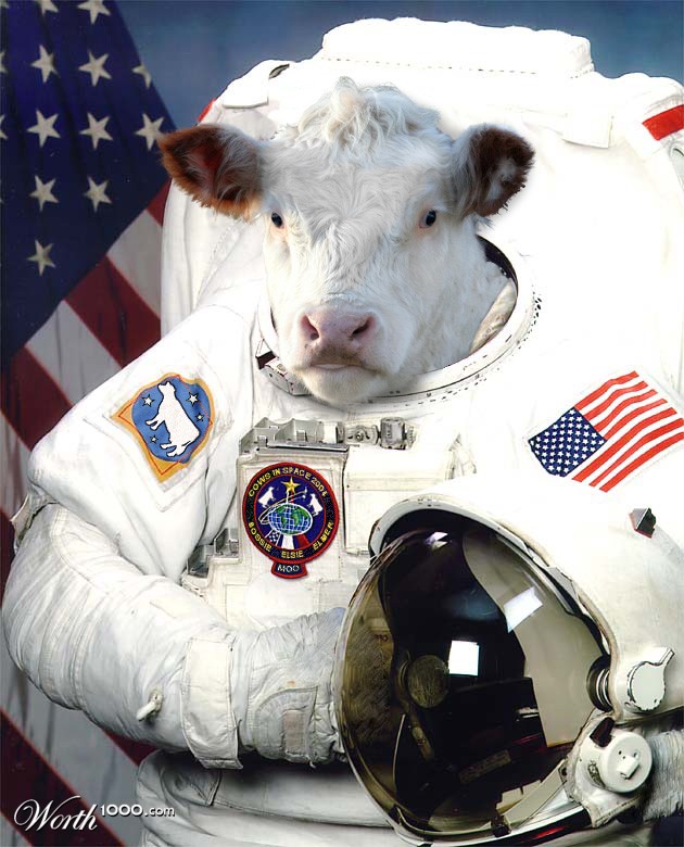 Cows In Space