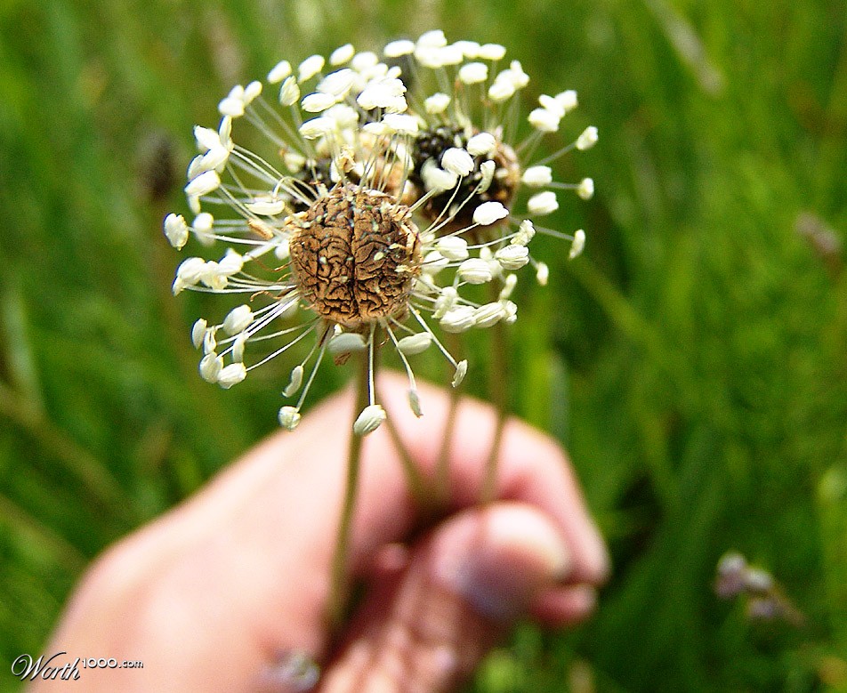 Sprouting Thoughts