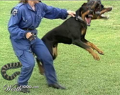 Cerberus
