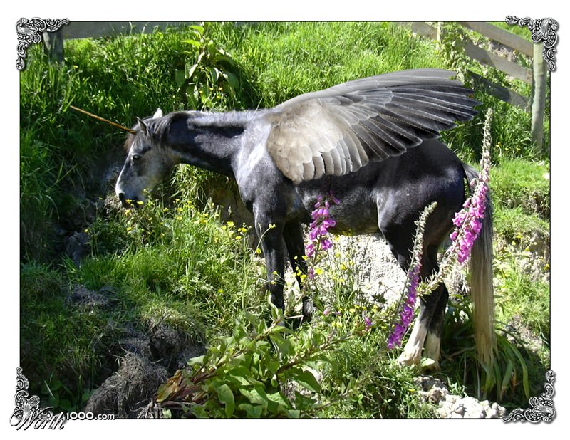 A garden visitor