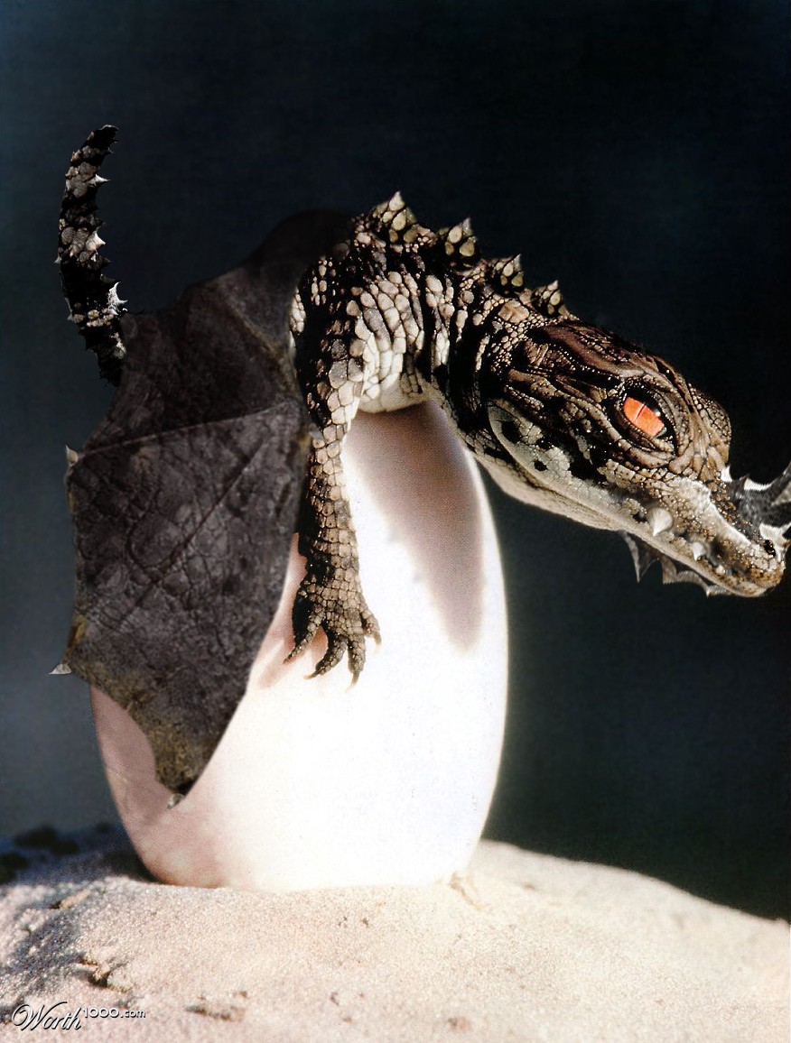 draco