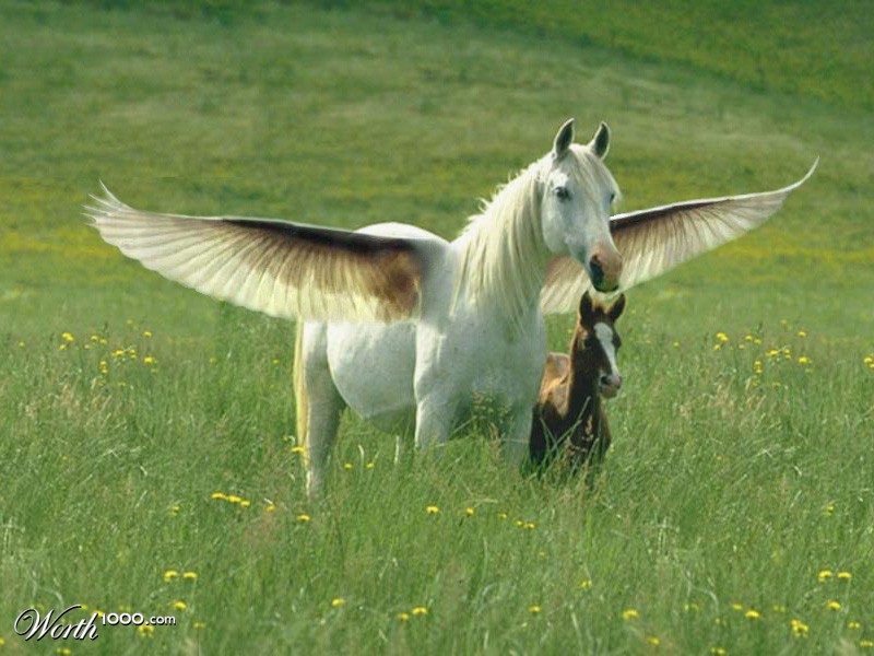Pegasus