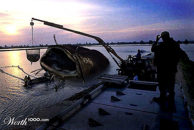 Giant Catfish