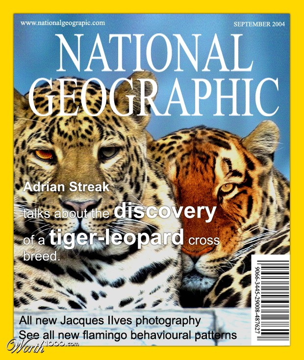 Tiger-Leopard