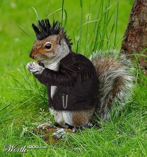 Punk Squirrel