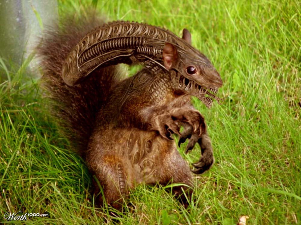 squirrel alien