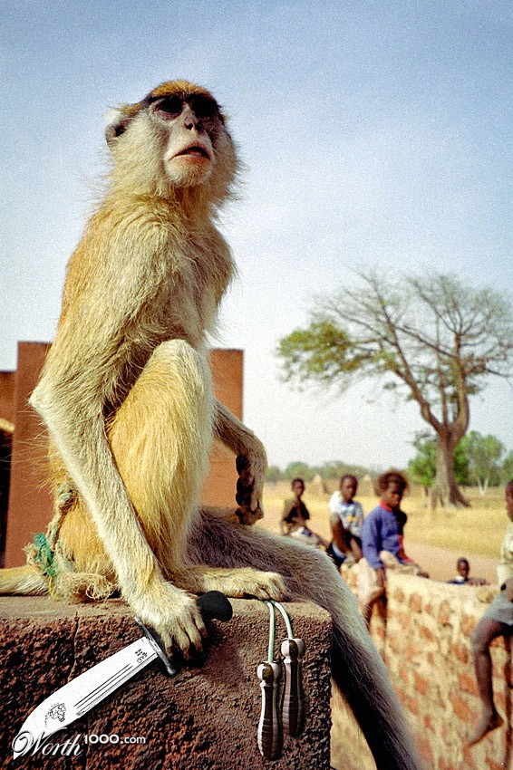 Monkey business