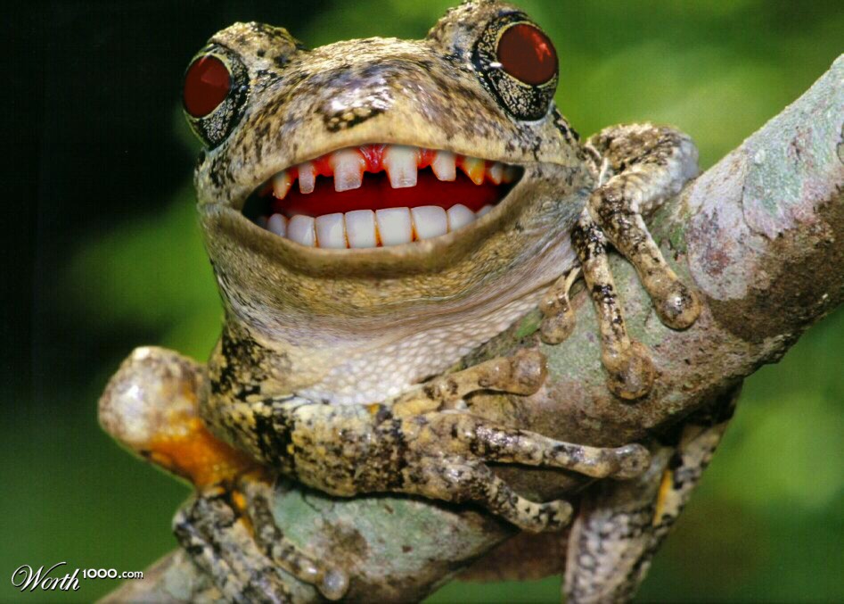 Rabid Ribbit