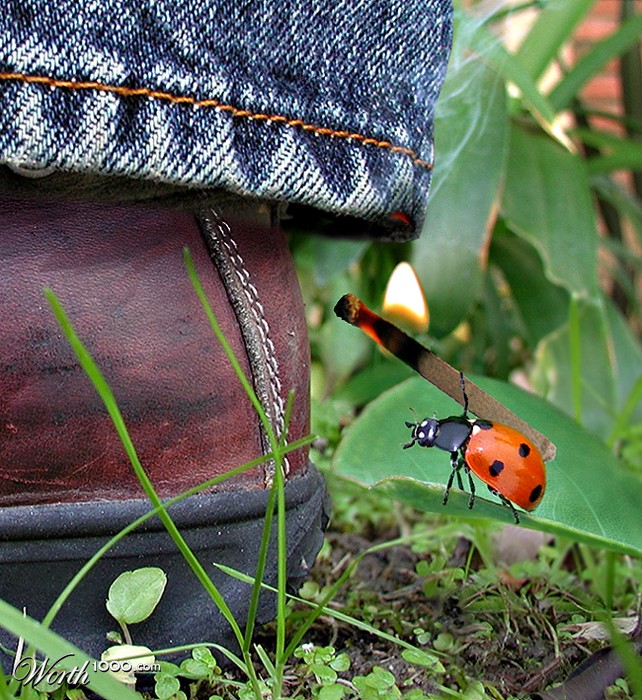 Firebug!