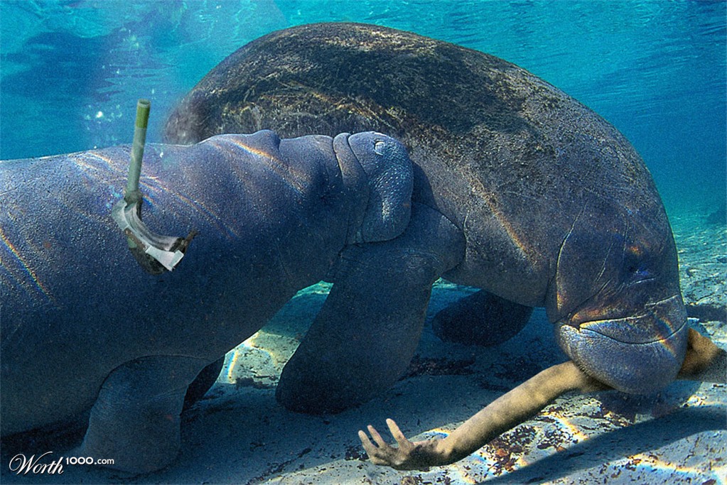 Man Eating Manatees