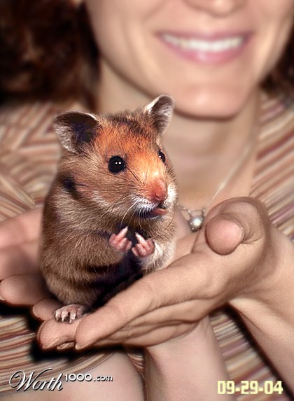 hamster