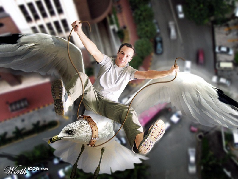 Seagull's Away