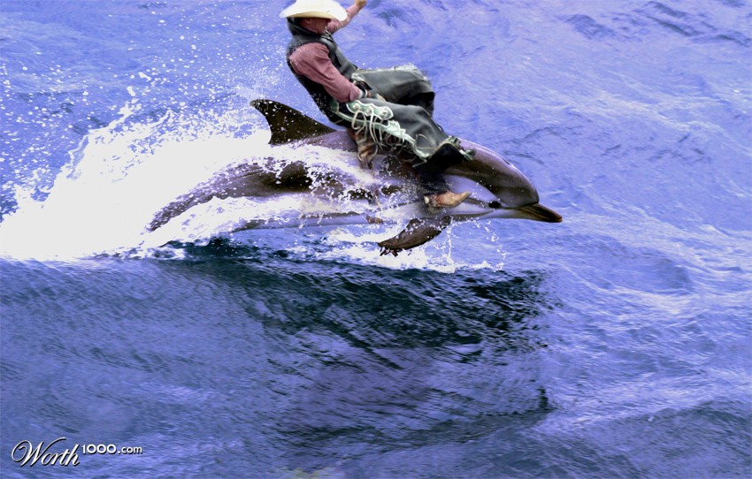 Dolphin Rodeo