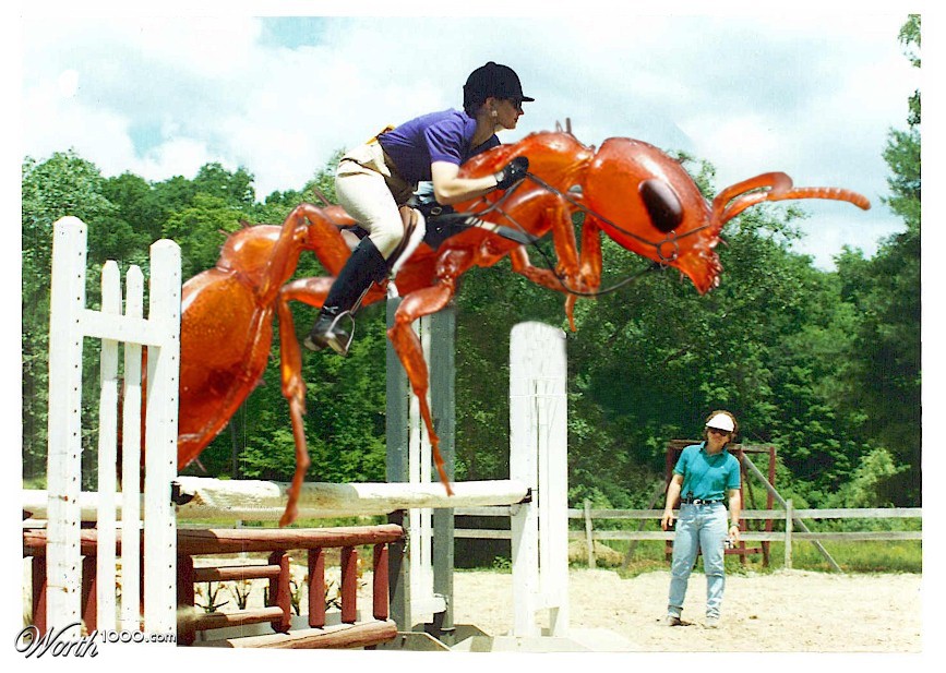 Ant Showjumping
