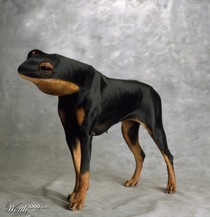 Dobermann