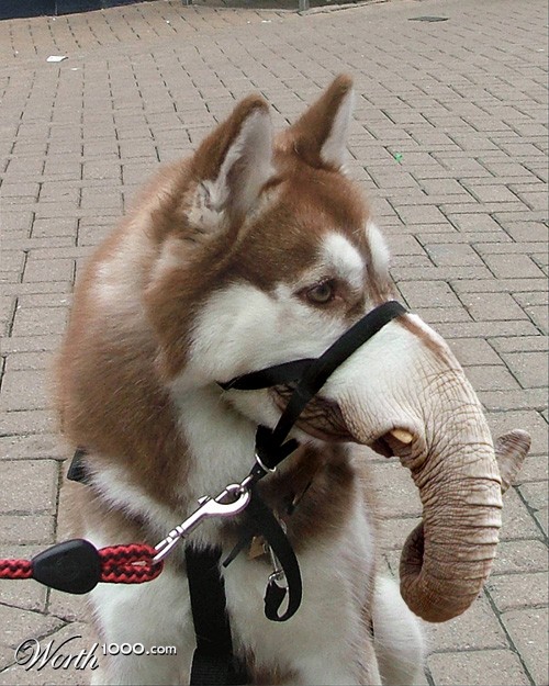 Elephant Dog