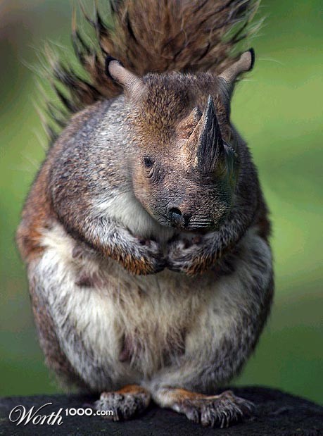 Squinocerous