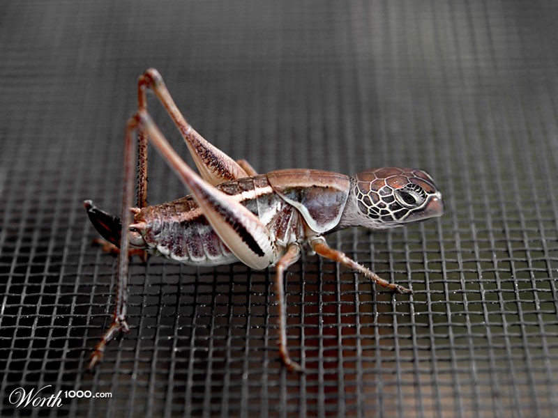 The Turtlehopper