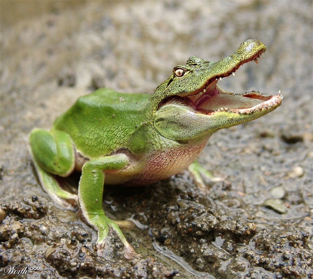 Frogodile