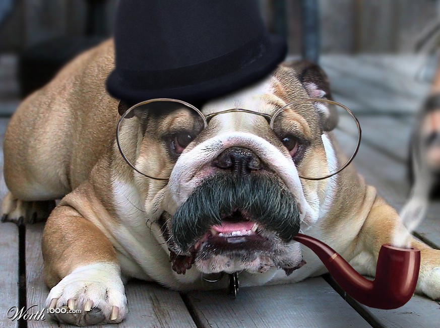 Bulldog