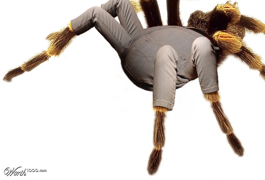 spider