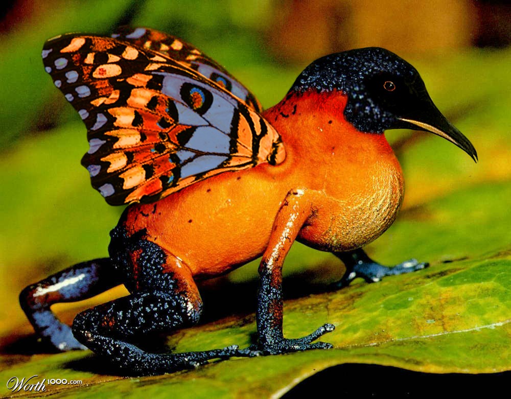 Butterfroguin