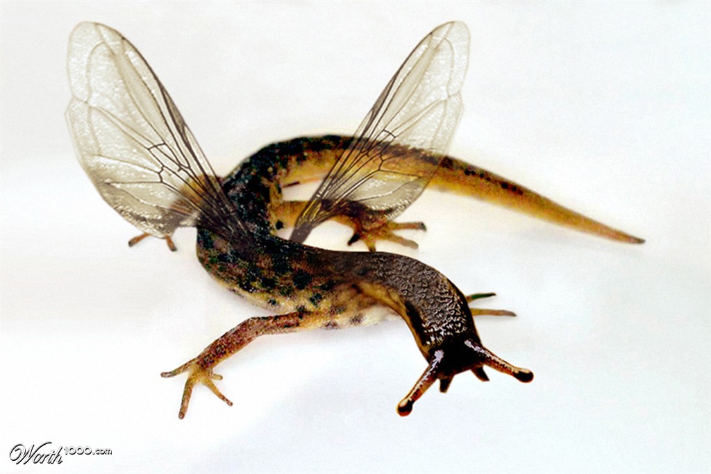 Insectizard