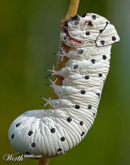 Clawed Dogerpillar