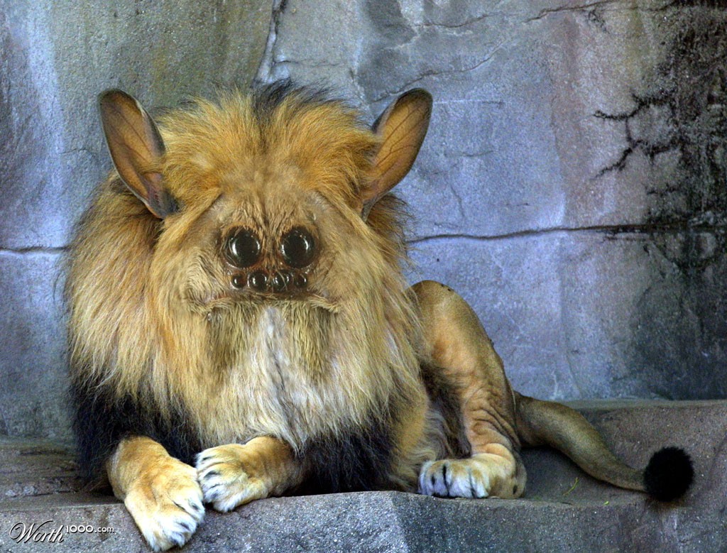 WolfSpider-Jackrabbit-Lion