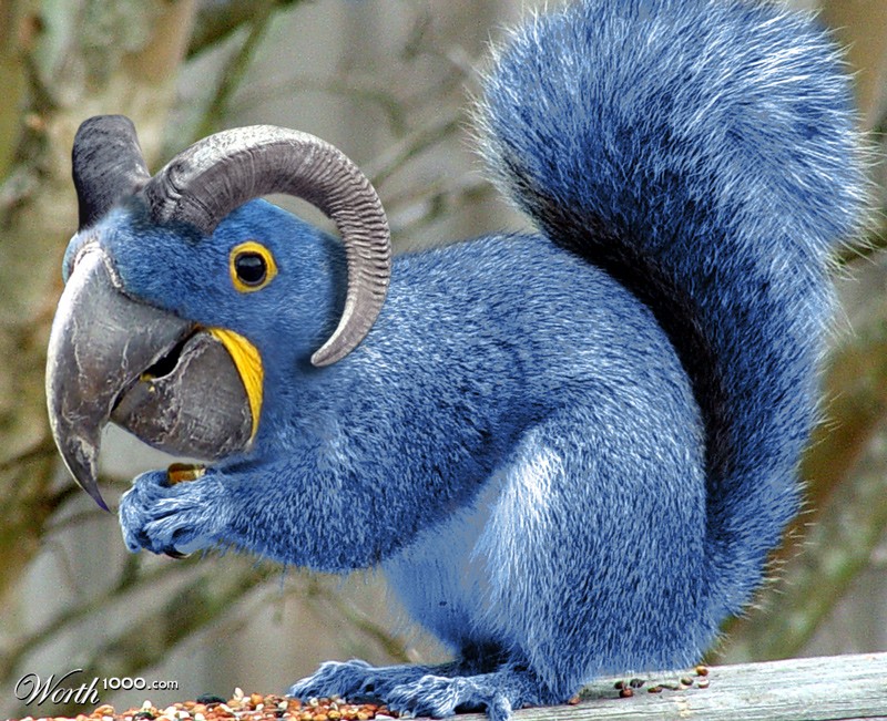 Bighorned Parrot-Squirrel